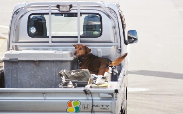 軽トラの荷台に犬やペットを載せても平気？法律や注意点について
