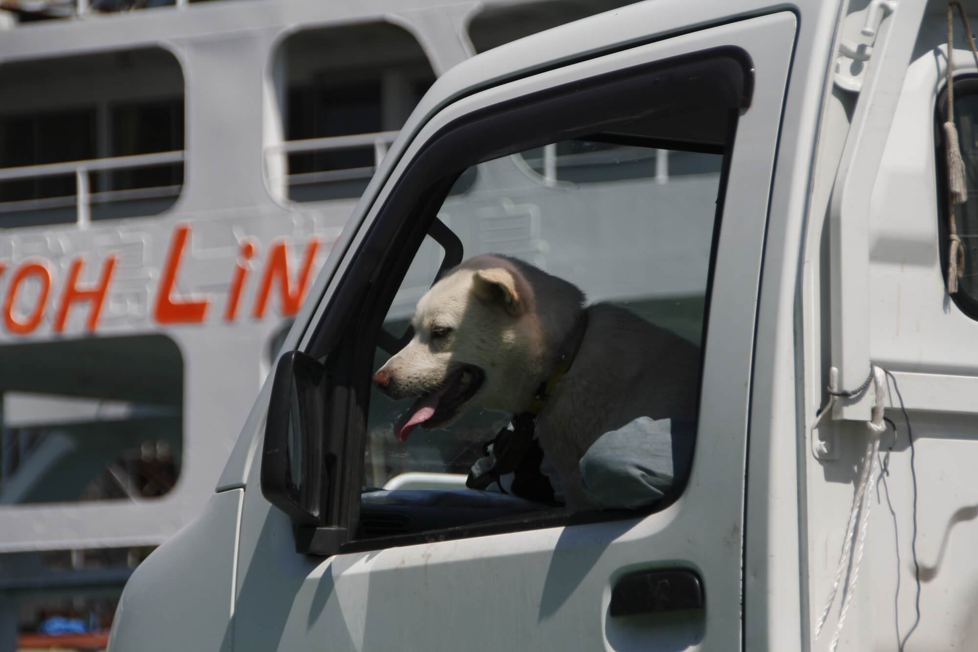 軽トラの荷台に犬を乗せるには注意が必要